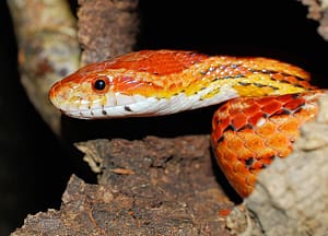 Easiest Exotic Pets Corn Snake