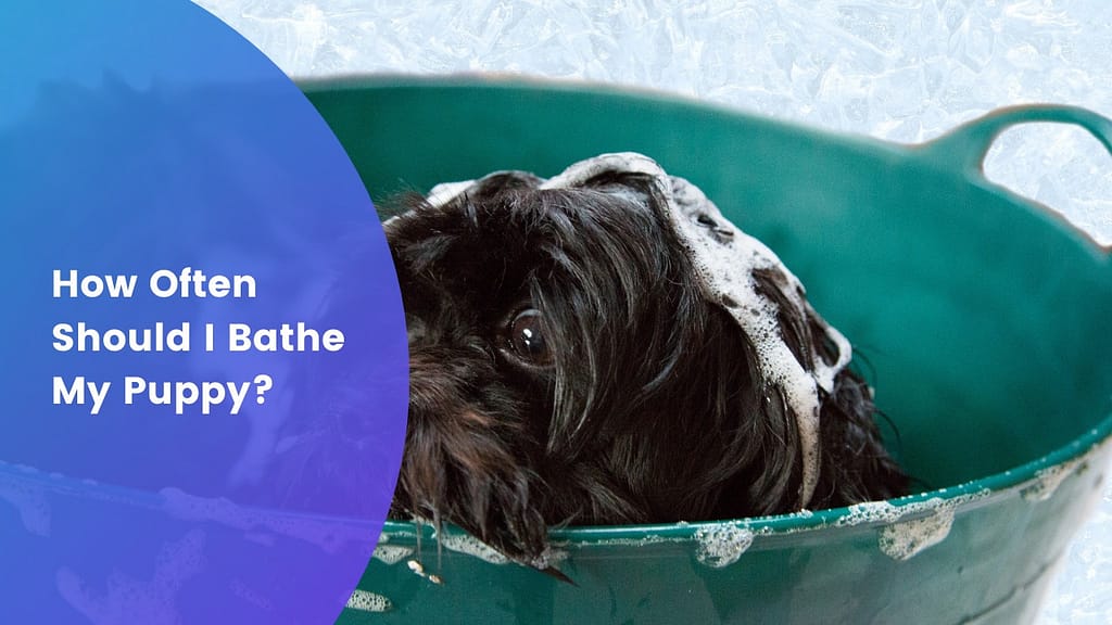 How Often Should I Bathe My Puppy