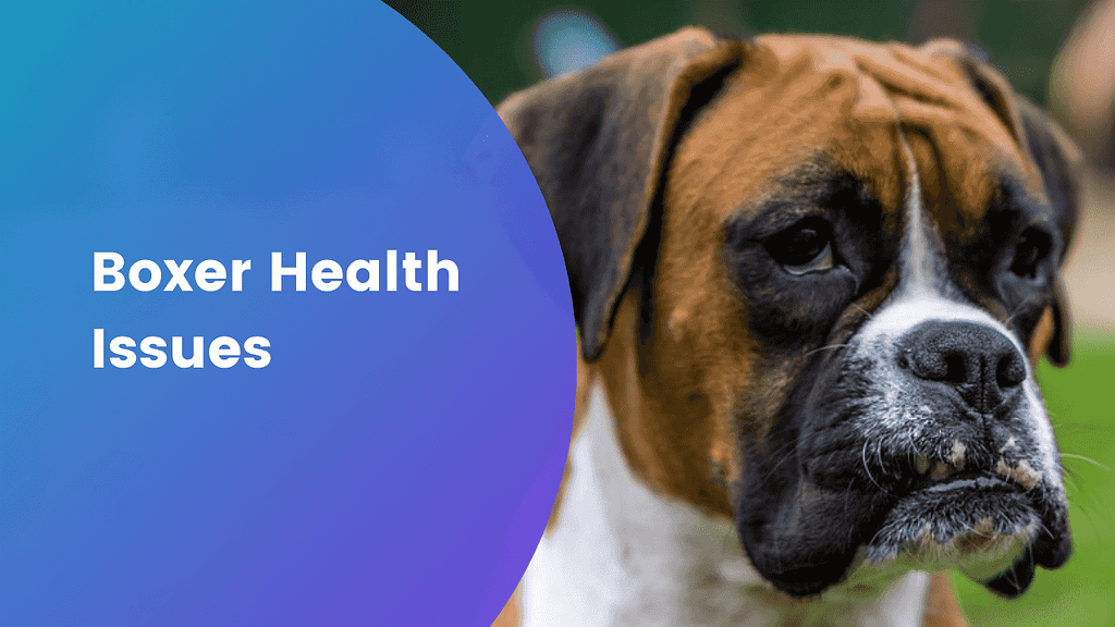 Common boxer dog health issues.