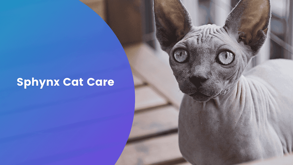 Quick guide on sphynx cat care.