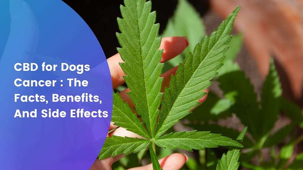 CBD for Dogs Cancer