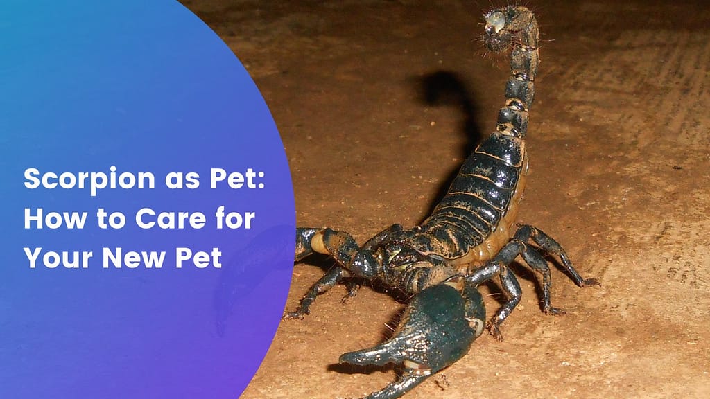 Scorpion as Pet: How to Care for Your New Pet