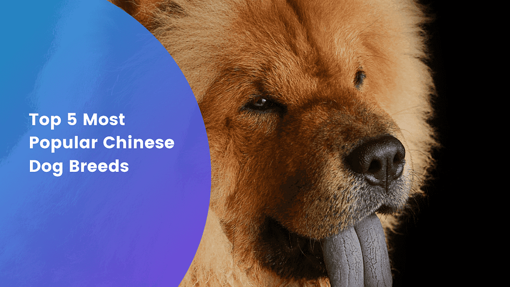 Top 5 chinese dog breeds