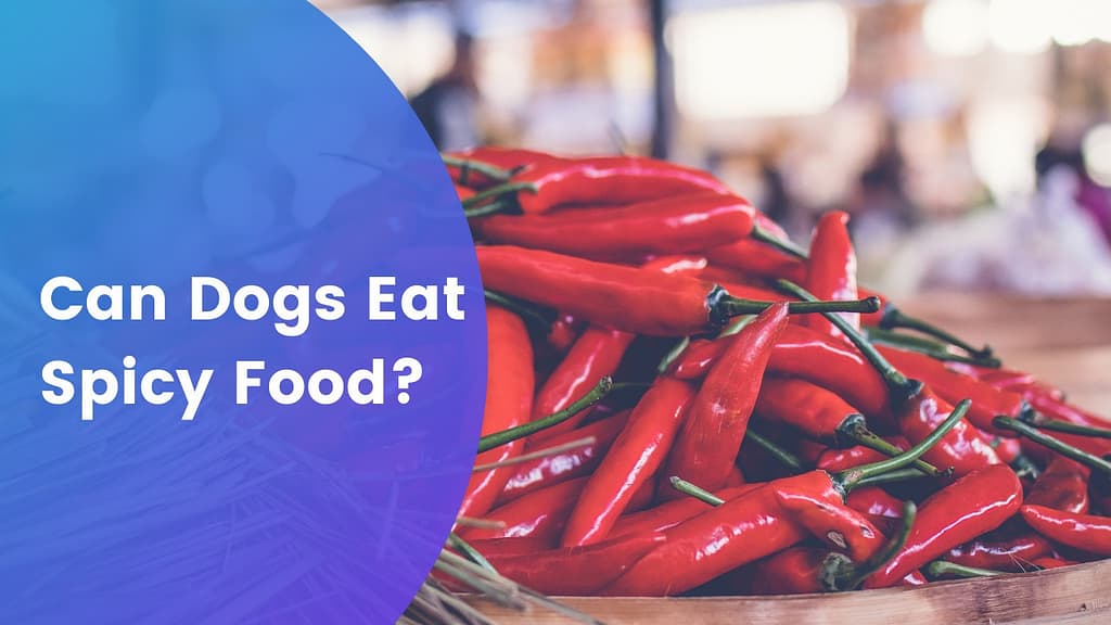 Can Dogs Eat Spicy Food