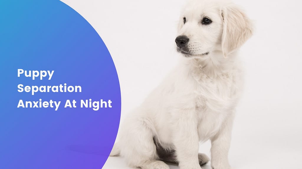 Puppy Separation Anxiety At Night