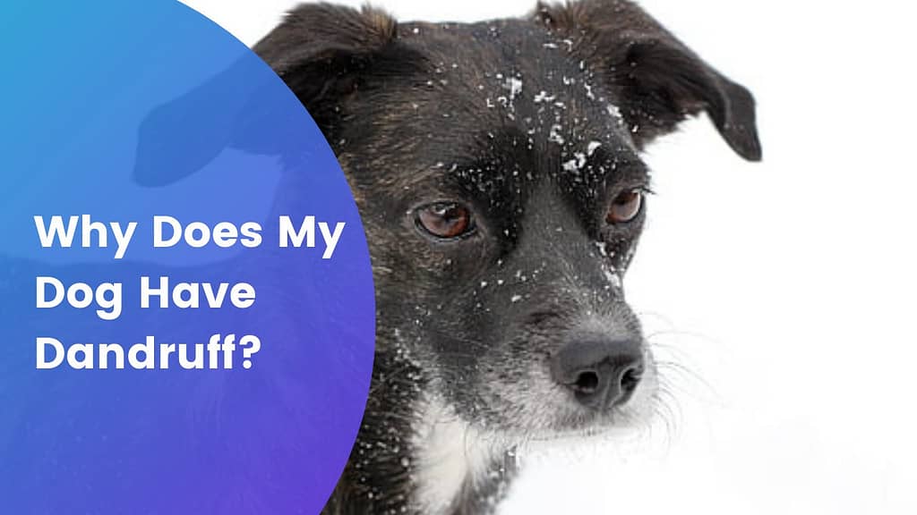 Why Does My Dog Have Dandruff? Our Pets and Friends