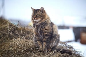Siberian