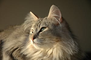 Norwegian Forest Cat