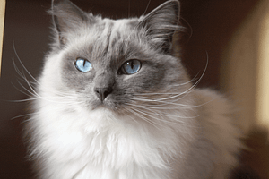 Ragdoll