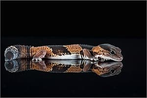Fat-Tailed Gecko