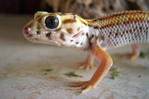 Frog Eyed Gecko