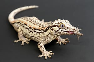 Gargoyle Gecko