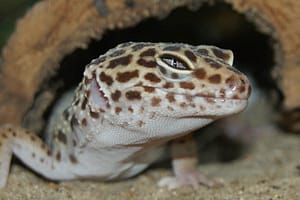 Leopard Gecko
