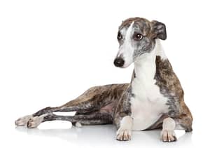 Greyhounds