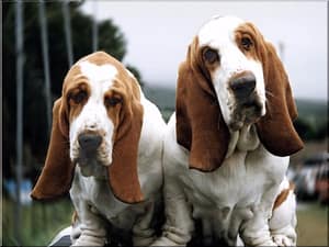 Basset Hound