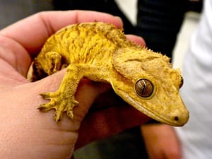 Crested Gecko