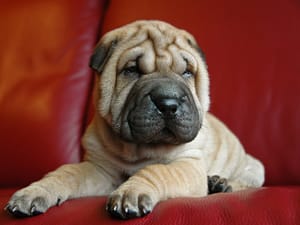 Shar-Pei