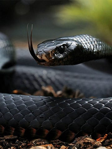 Biggest Snakes In The World
