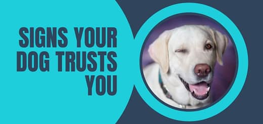 Signs Your Dog Trusts You