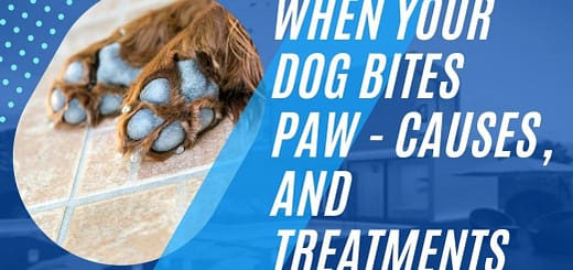 dog bites paw