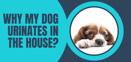 why my dog urinates in the house