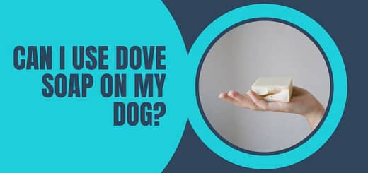 Can I Use Dove Soap On My Dog