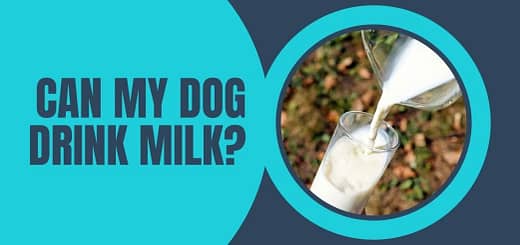Can My Dog Drink Milk