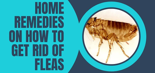 Home Remedies On How To Get Rid Of Fleas