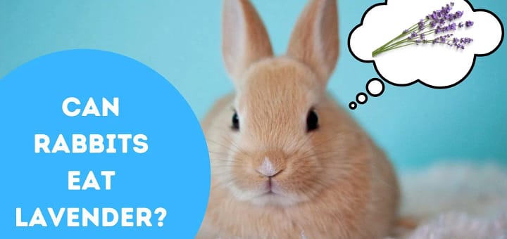 Can Rabbits Eat Lavender