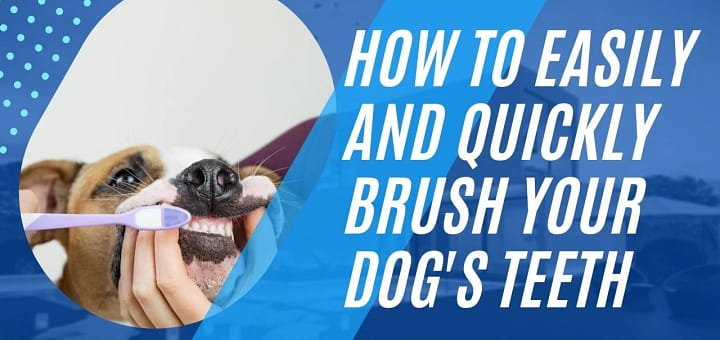how to clean dogs teeth