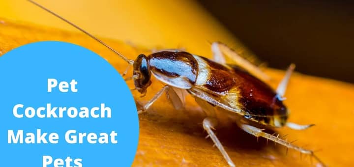 Pet Cockroach