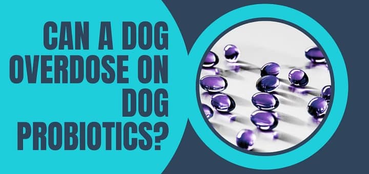 Can a Dog Overdose on Dog Probiotics