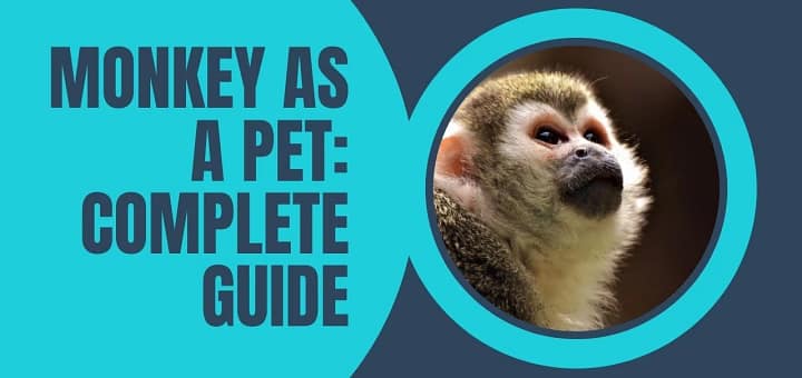 Monkey as a Pet