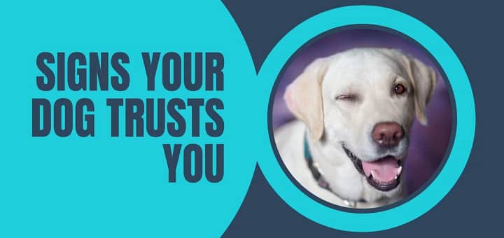 Signs Your Dog Trusts You