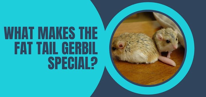 Fat Tail Gerbil