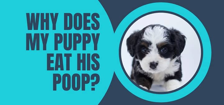 Why Does My Puppy Eat His Poop