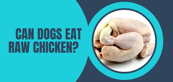 Can Dogs Eat Raw Chicken