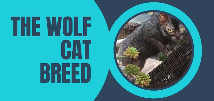 wolf cat breed