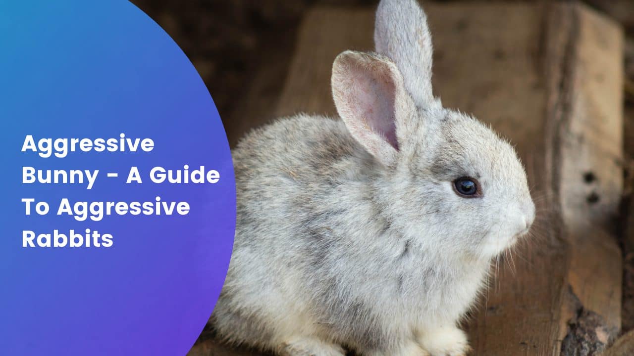 Aggressive Bunny A Guide To Aggressive Rabbits Our Pets and Friends