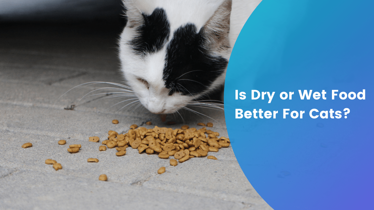 Is Dry or Wet Food Better For Cats? Our Pets and Friends