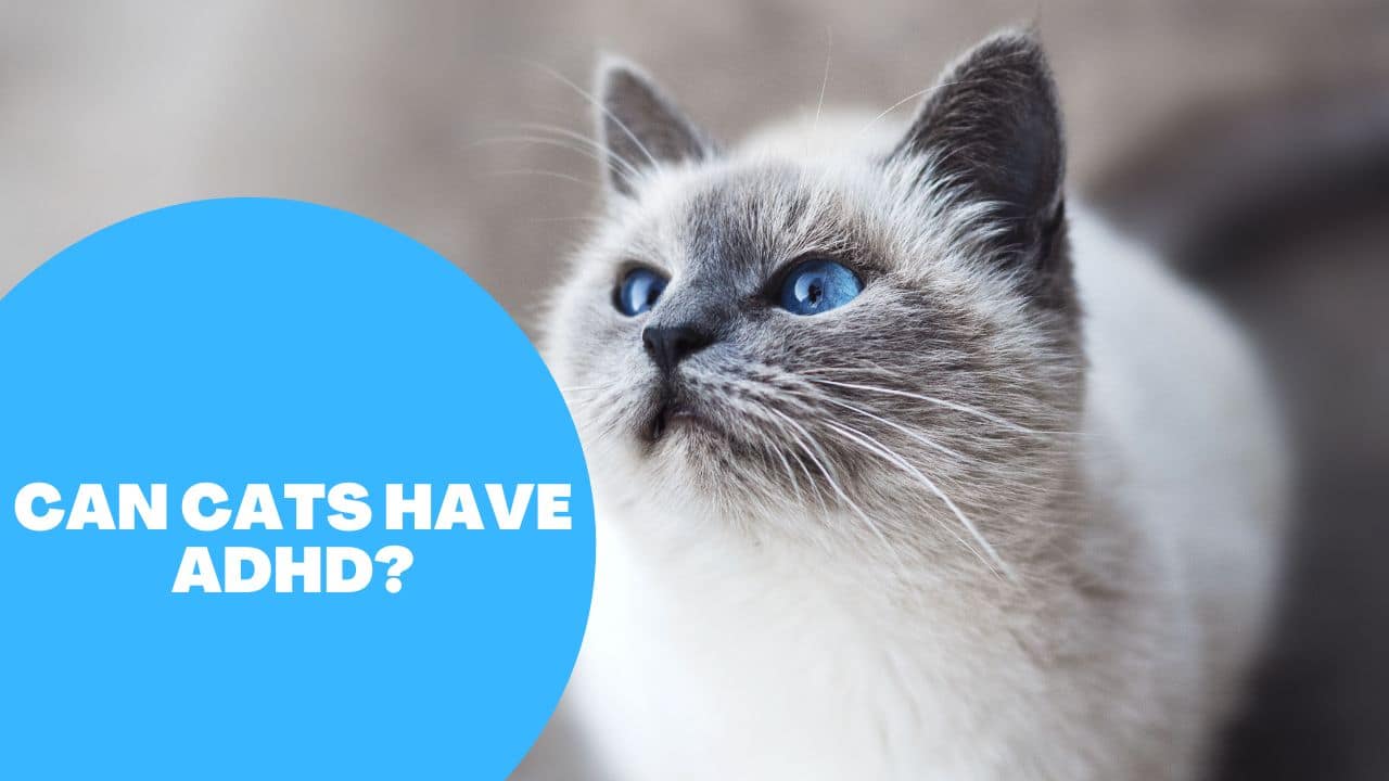 Can Cats Have ADHD? Our Pets and Friends