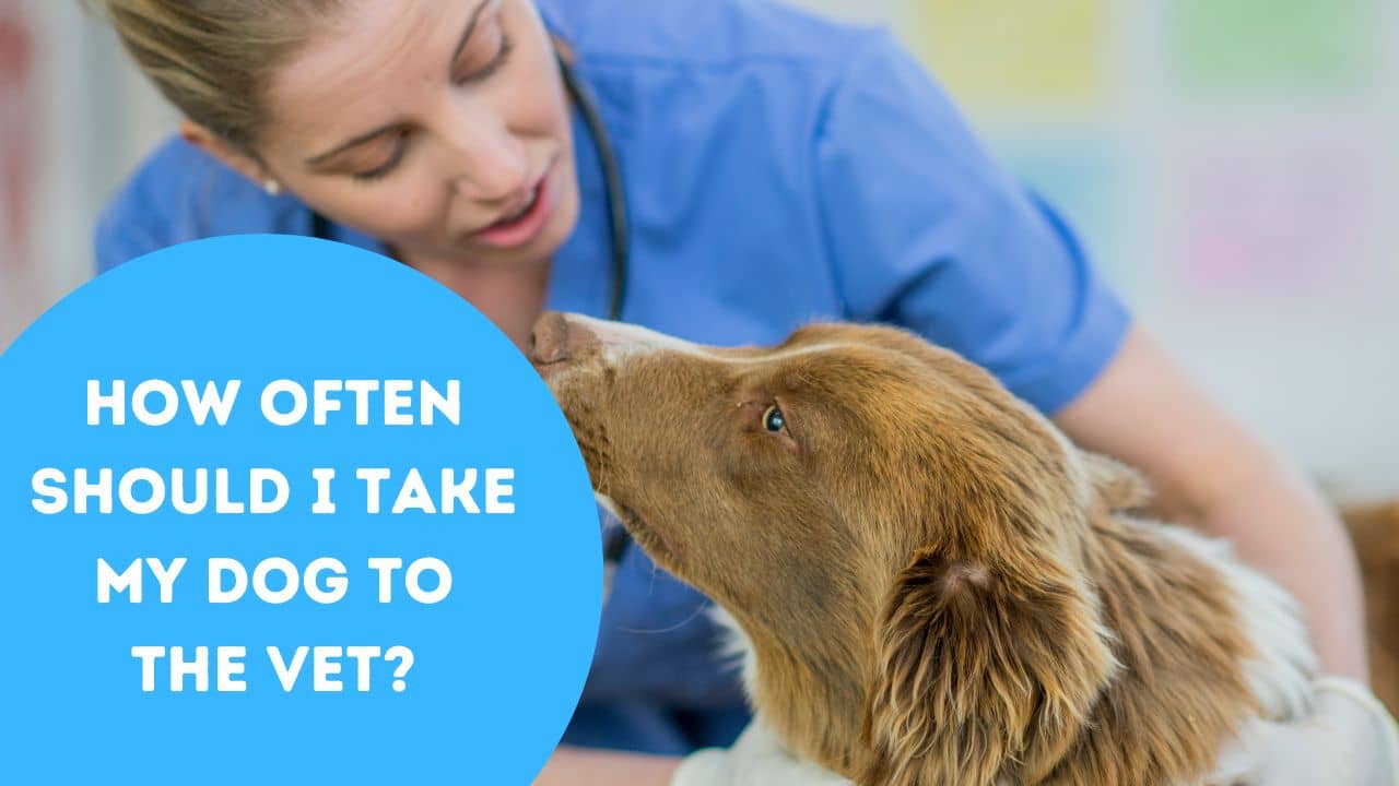 how-often-should-i-take-my-dog-to-the-vet-our-pets-and-friends