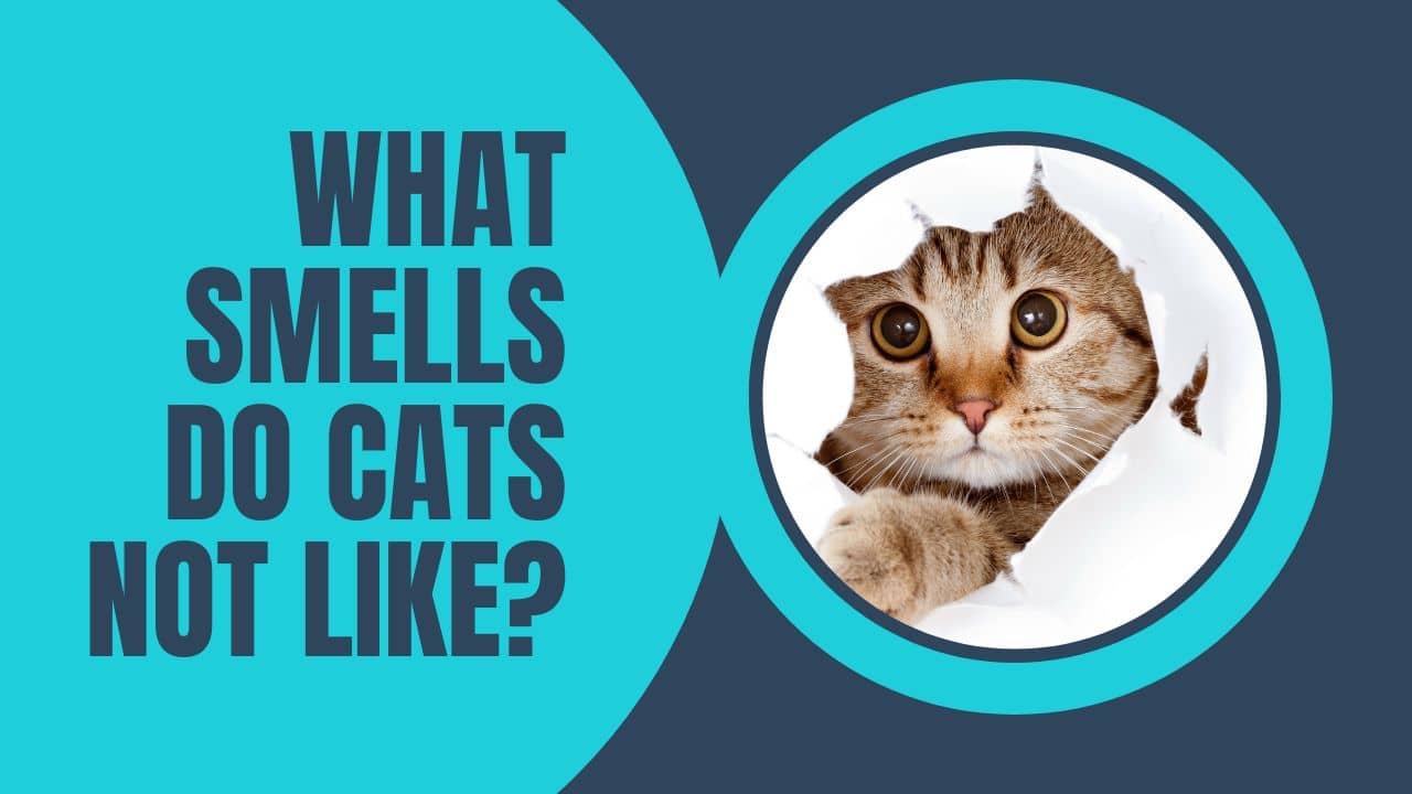 what-smells-do-cats-not-like-our-pets-and-friends