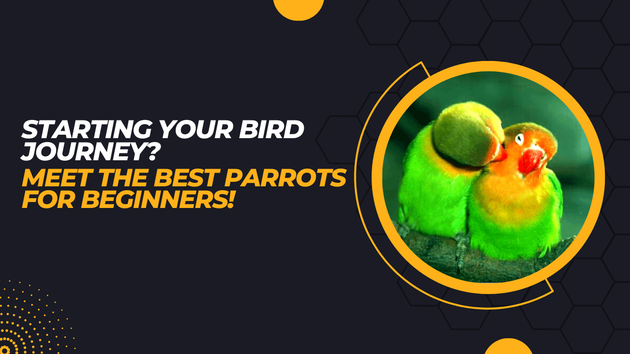 Best Parrots for Beginners Our Pets and Friends